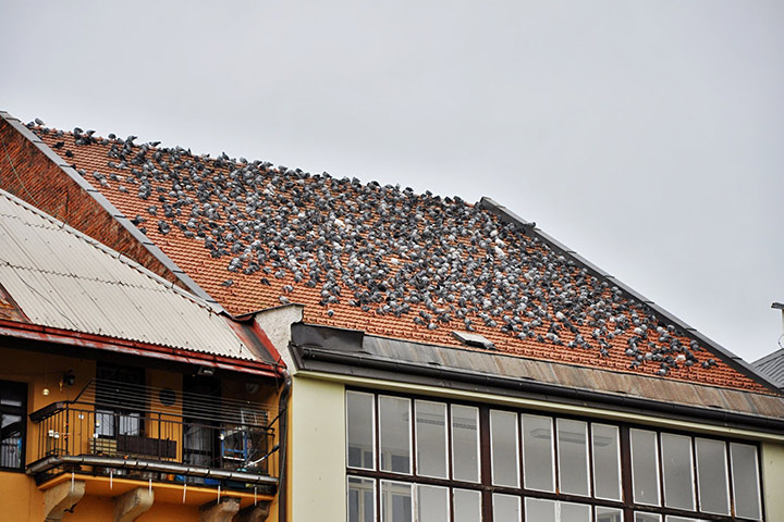 A2B Pest Control are able to install spikes to deter birds from roofs in Knutsford. 